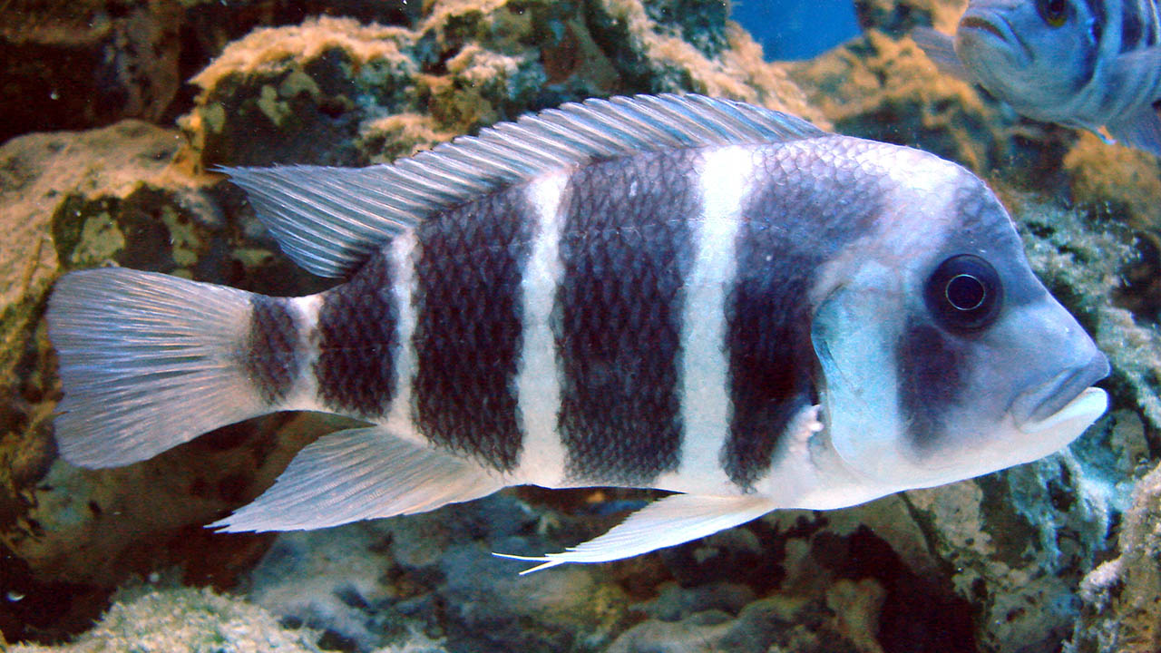 Frontosa