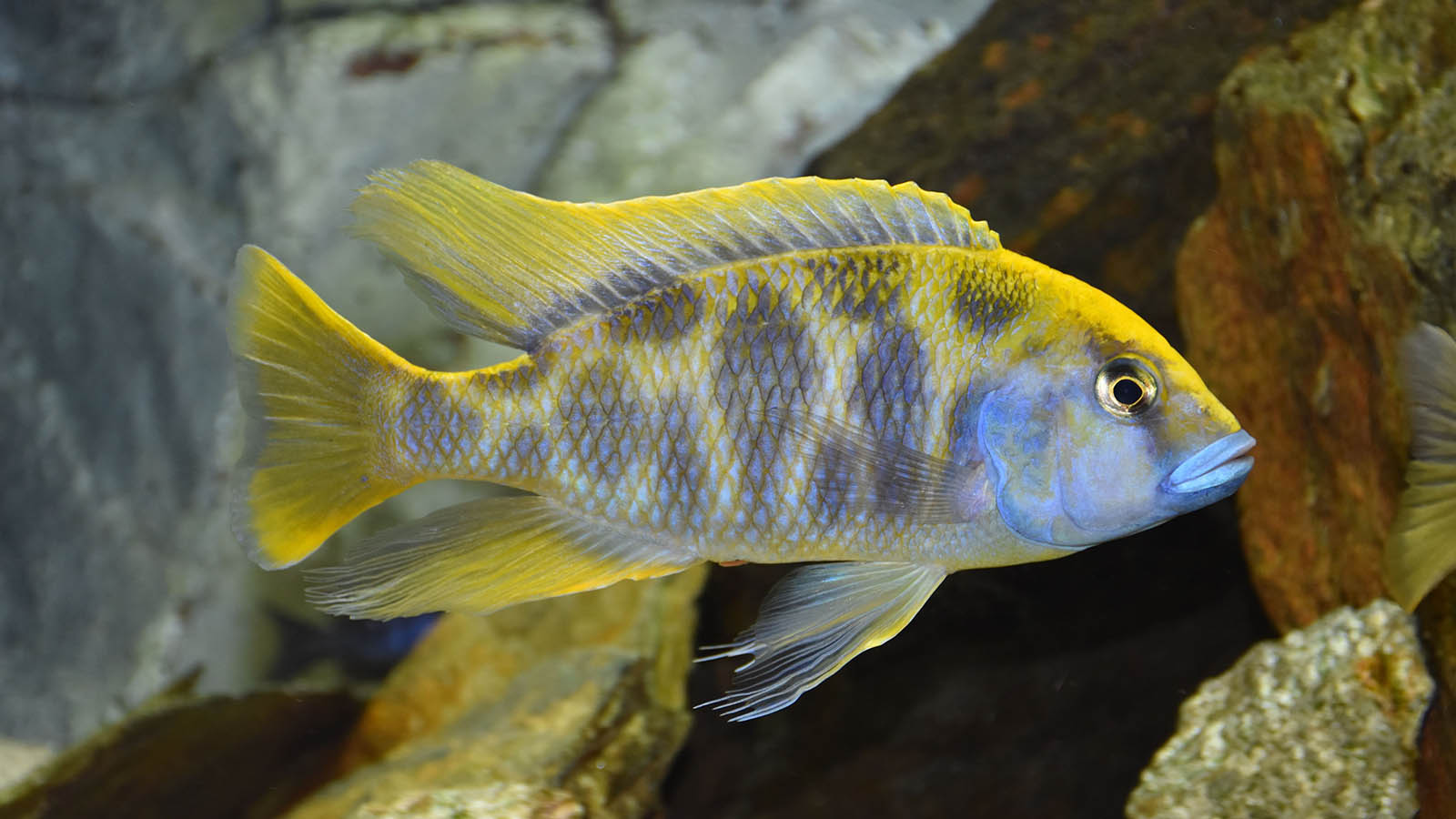Haplo venustus