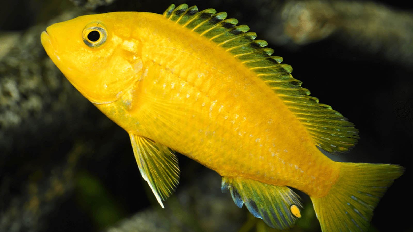 Labido jaune