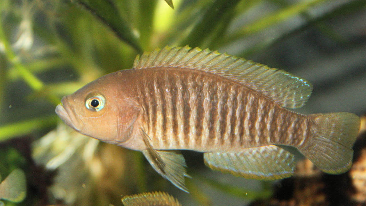 Multifascitus