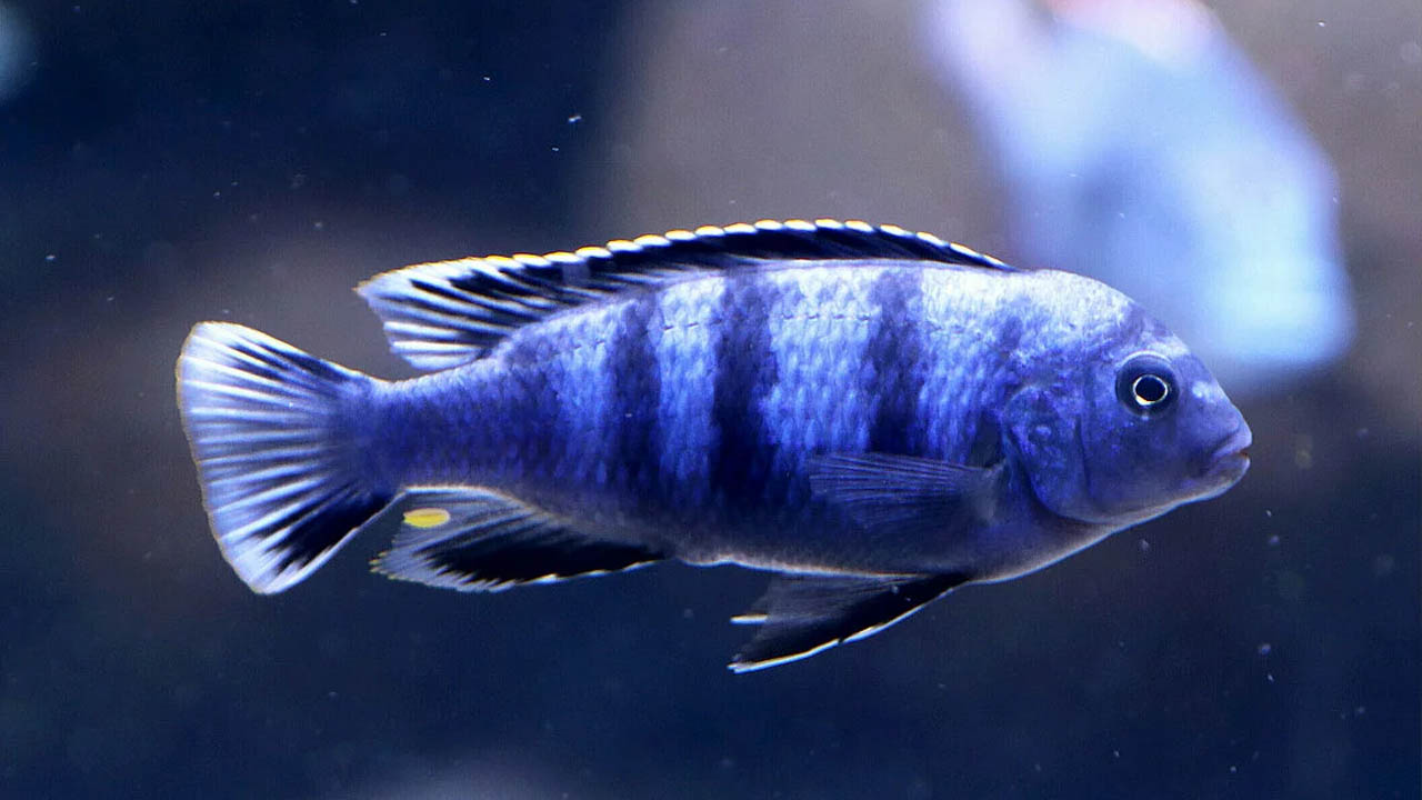 Saulosi