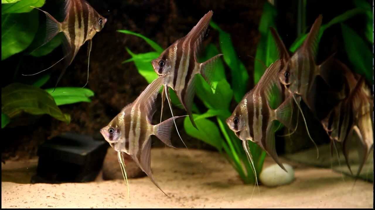 Pterophyllum scalare
