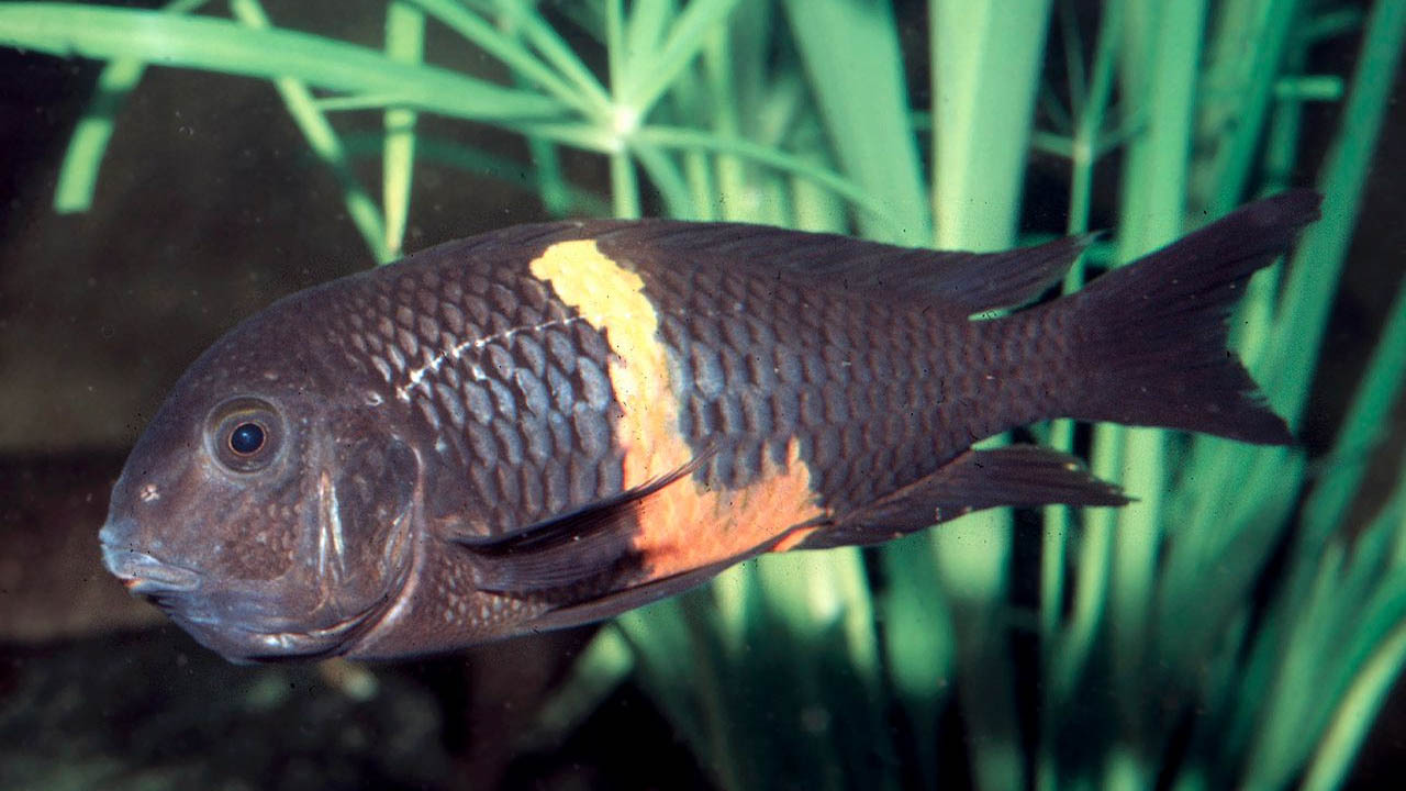 Tropheus